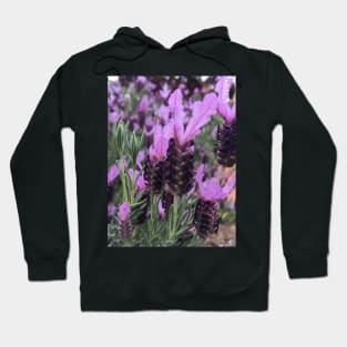 Lavender Hoodie